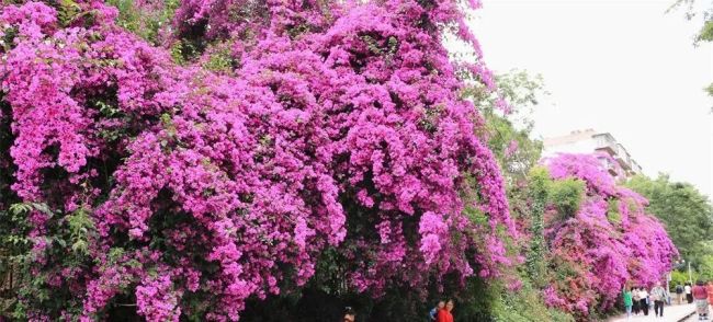 昆明的夏天開滿了會(huì)變色的花 城市角落的浪漫色彩