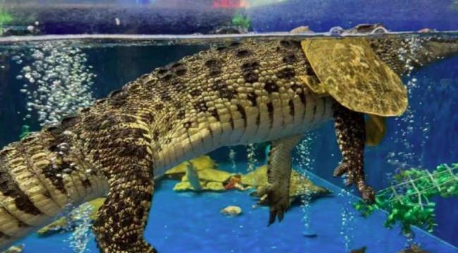 廣州一超市出售活鱷魚引關注 鱷魚肉價目表曝光