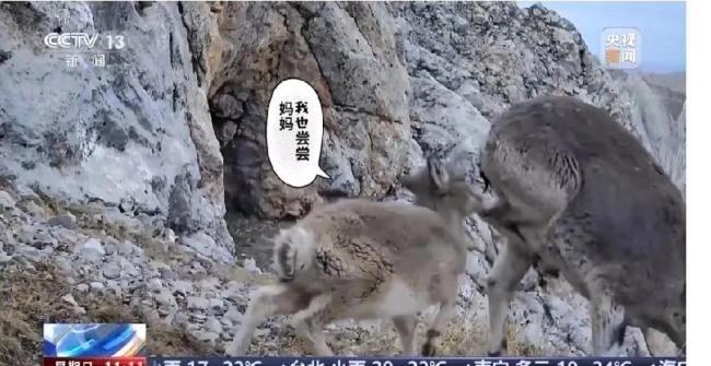 近80臺紅外相機拍巖羊雪豹兔猻等,，網(wǎng)友：想看直播,！