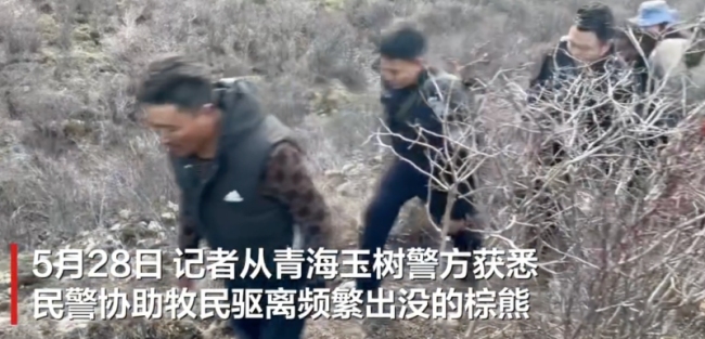 民警鳴槍為蟲(chóng)草采挖者驅(qū)離棕熊