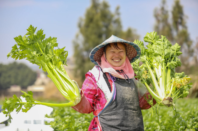 2025年3月11日，福建省福清市海口鎮(zhèn)晨光村，菜農(nóng)種植的西芹喜獲豐收。