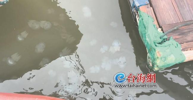 廈門十里長(zhǎng)堤現(xiàn)陳嘉庚水母群