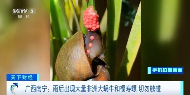 南寧雨后出現(xiàn)大量非洲大蝸牛 勿隨意觸摸