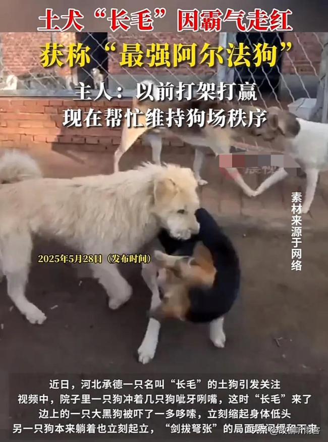 狗主人回應(yīng)農(nóng)村狗狗因霸氣走紅：現(xiàn)在幫忙維護(hù)狗場(chǎng)秩序