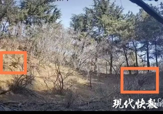 大連梅花鹿遭野狗追逐墜落死亡