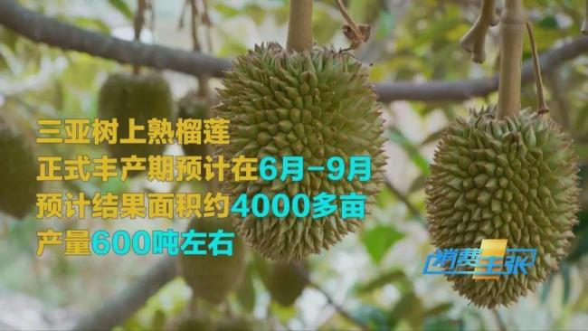 價格暴跌近50%！“榴蓮自由”要來了,？進口水果降價潮