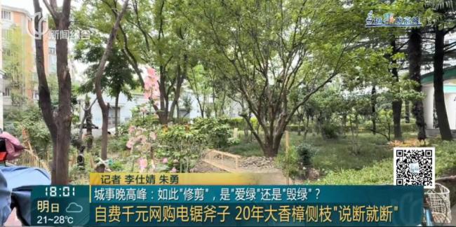 老人鋸斷20年香樟樹枝干：拿我怎樣 私自修剪引發(fā)爭議