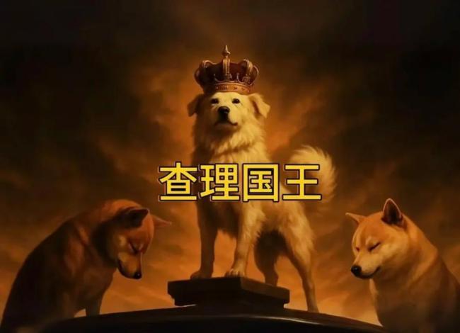 河北“狗王”海外爆火 有什么來頭 小狗長毛成網(wǎng)紅