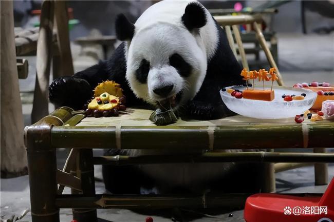 大熊貓邁邁8歲生日會落幕 粽情慶祝別開生面