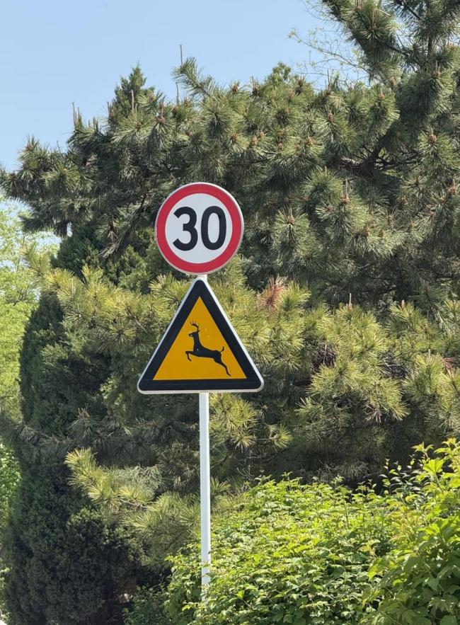 梅花鹿橫穿馬路被車撞倒后跑進叢林 后視鏡遭殃引發(fā)熱議