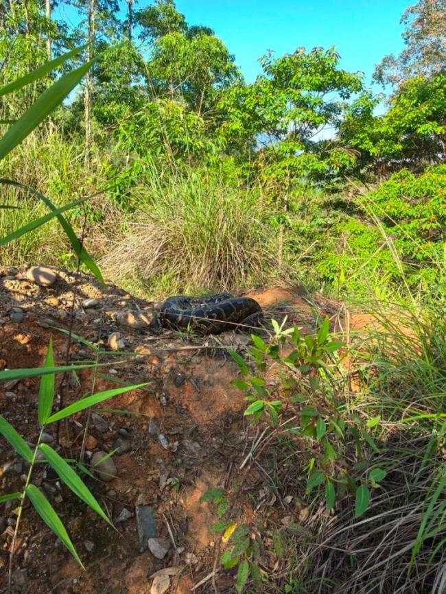 梅州村民雞舍驚現(xiàn)50斤重蟒蛇 警民聯(lián)手成功捕獲
