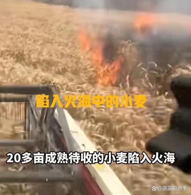 男子開(kāi)著收割機(jī)沖進(jìn)起火麥田搶收 新時(shí)代青年的責(zé)任擔(dān)當(dāng)