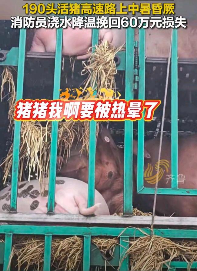 190頭豬高速中暑暈厥消防員澆水救援 高溫下的生命接力