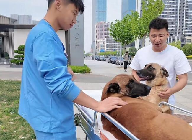 男子高速上救助兩只受傷馬犬 生死相依感動全網(wǎng)
