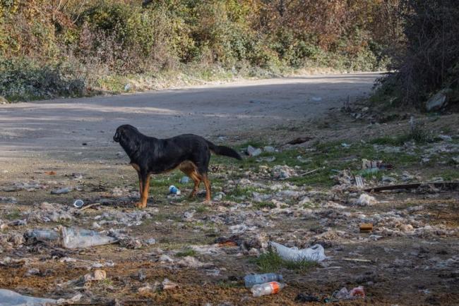一流浪狗有狂犬病毒咬傷多人