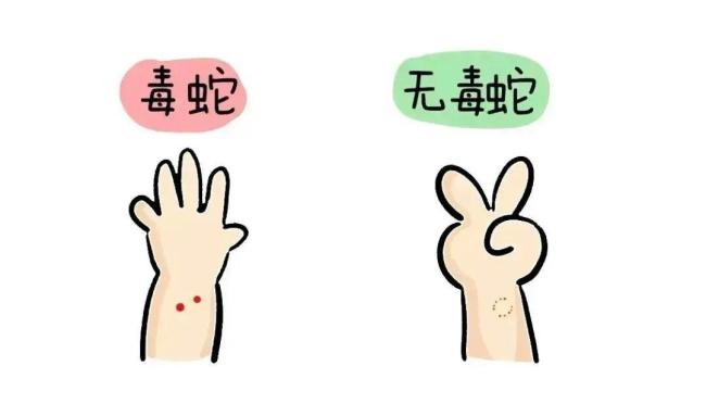 男子被毒蛇咬傷忍痛去抓又來(lái)一口 救治無(wú)效后死亡引發(fā)關(guān)注