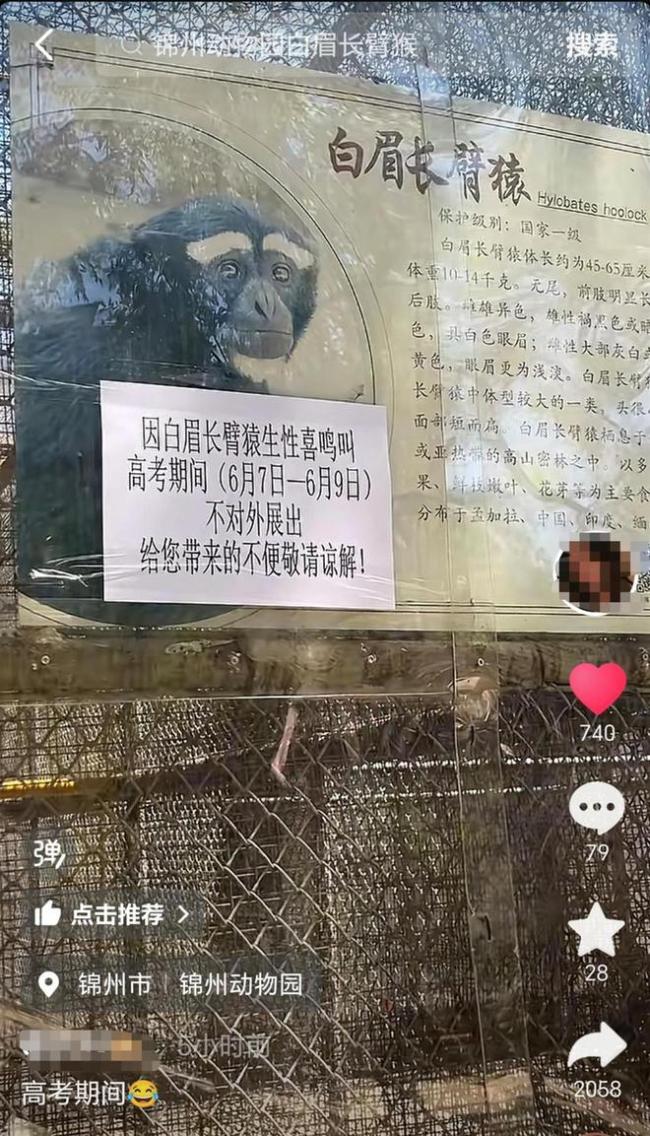 白眉长臂猿太爱叫 高考期间不展出 为考生静音