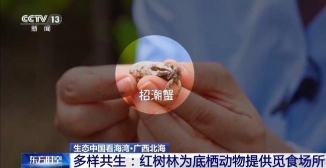 9图看海洋治理的中国方案 美丽海湾建设进展