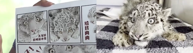 数万网友追更！“凌小蛰”又有好消息