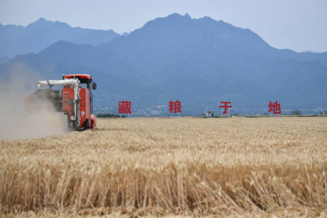 数”看各地丰收图景 夏粮丰收正当时