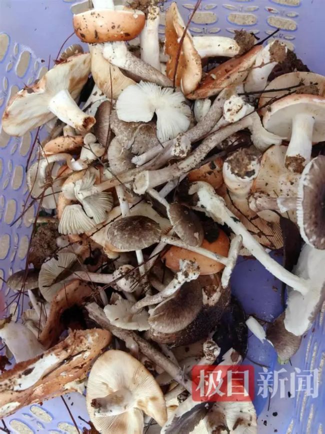 痛心！误食毒蘑菇一家六口中毒，5岁男童不幸去世