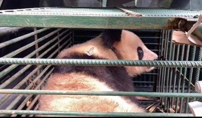 300多只大熊猫挂过他的“专家号”，这位金牌“野兽医”还创造了世界首例