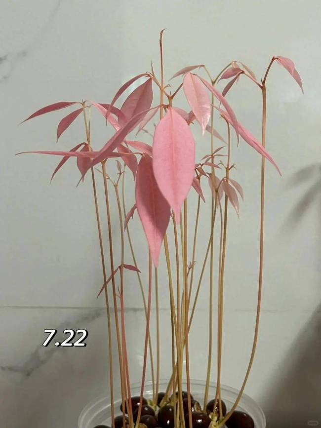 荔枝核秒变小盆栽 创意养花新潮流