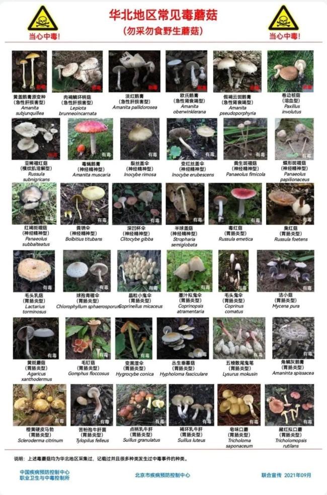 北京地區(qū)毒蘑菇安全防護(hù)指南