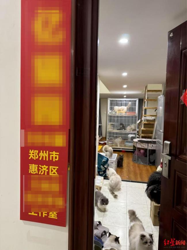 男子擅自賣掉前女友貓舍30只成貓 分手后報復(fù)引發(fā)官司