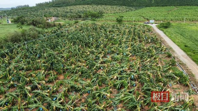 台风“蝴蝶”致海南香蕉种植户受损 果园损失惨重（李玮锋：国足应该有更长远规划）-