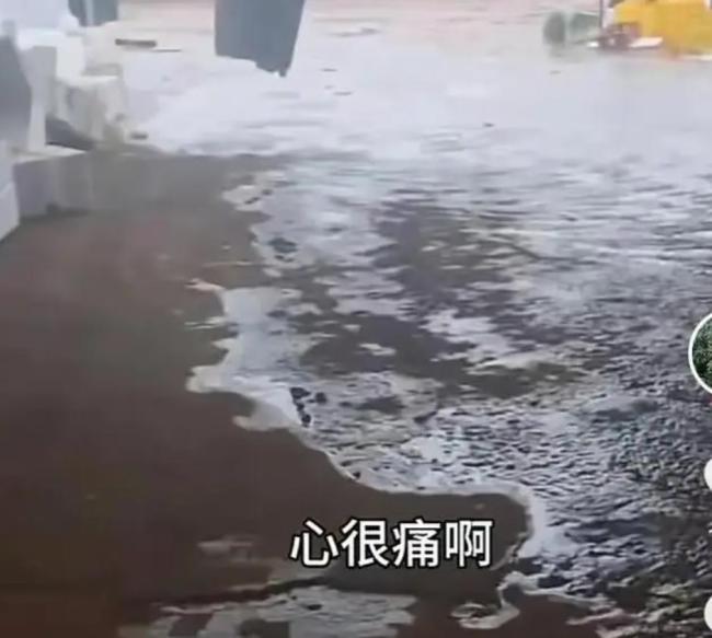 湛江：全红婵老家刮台风，百亩果园损失惨重，全爸：心好痛、受不了！农民看天吃饭太难