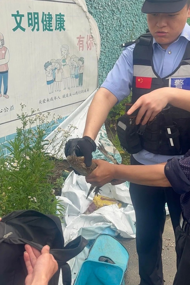 男子意外釣到鱷魚(yú) 多方合力妥善安置 小鱷魚(yú)驚現(xiàn)溪邊