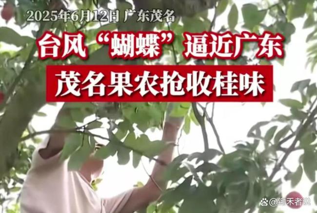 白糖罌荔枝跌破一元 果農(nóng)愁容滿面