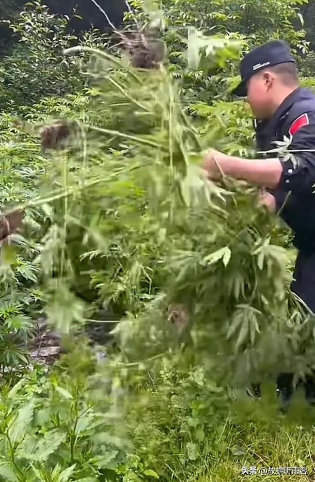 小学生识别出大麻及时报警！