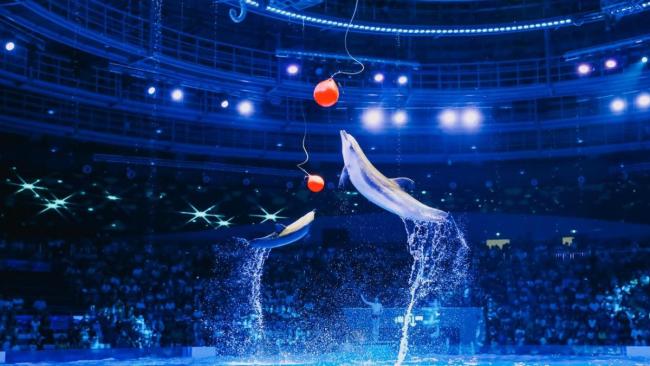 海洋公园月薪3万招首席摸鱼官 与海豚天团互动