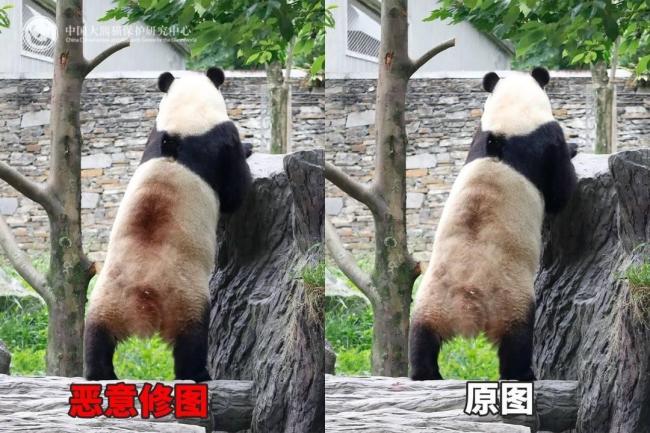 大熊猫背上有“血洞”？官方回应