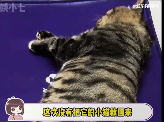 会拉车的网红猫“丧彪”中毒死亡 赵朔评论区留言：养猫好难