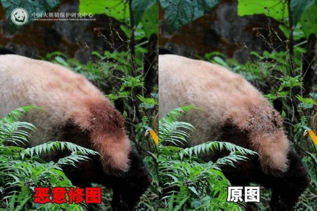 大熊猫背上有“血洞”？官方回应 泥巴染色引起误会