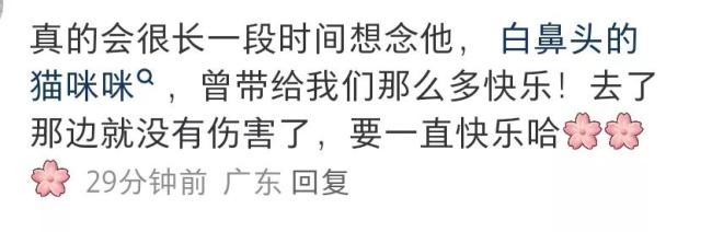 會(huì)拉車(chē)的網(wǎng)紅貓“喪彪”中毒死亡 趙朔評(píng)論區(qū)留言：養(yǎng)貓好難