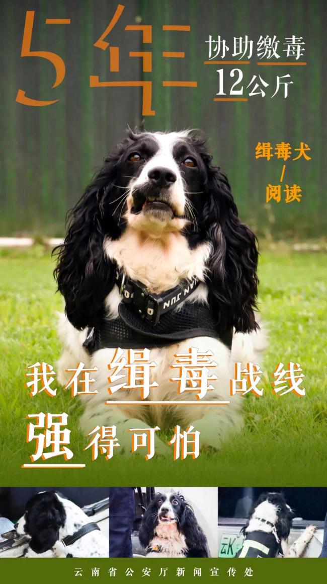 緝毒汪汪隊(duì)成績(jī)強(qiáng)得可怕
