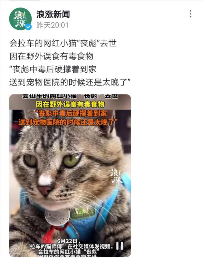 会拉车的网红猫“丧彪”中毒死亡 赵朔评论区留言：养猫好难