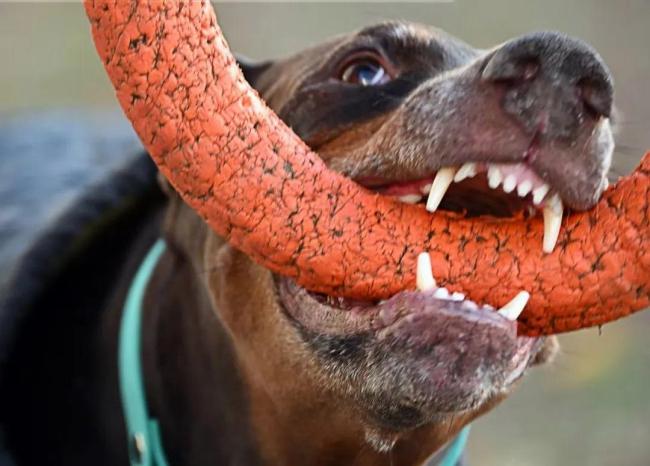 可怕！！疾控提醒：狂犬病病死率几乎为100%！规范处理伤口至关重要