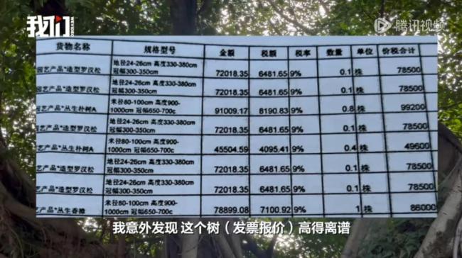 福建一公園多棵80萬“天價樹”死亡 綠化項目疑云重重