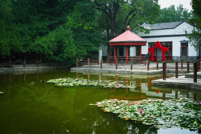 香山公園開出罕見雙色睡蓮 自然界的視覺盛宴