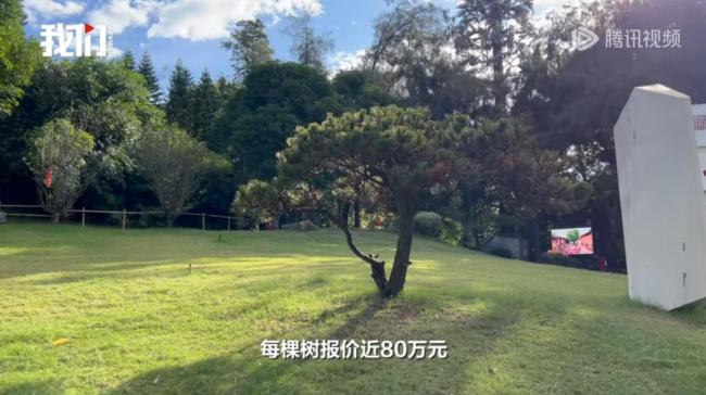 多方回应采购价80万每棵的树死多棵 天价树争议未决
