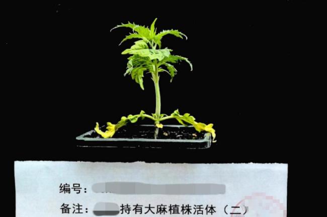 夫妻在家中種植大麻雙雙被抓