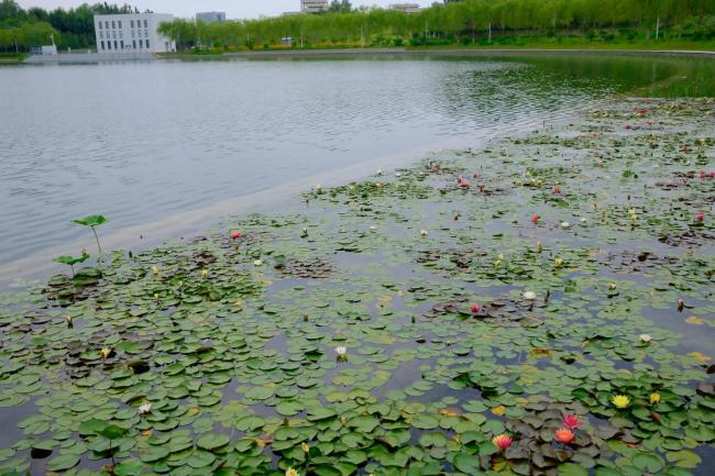 北京亦莊再現(xiàn)罕見(jiàn)雙色睡蓮，十萬(wàn)分之一概率驚艷夏日,！自然奇觀再現(xiàn)