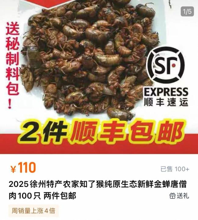 1元1只知了卖爆了 有人专门晚上抓 市场需求激增