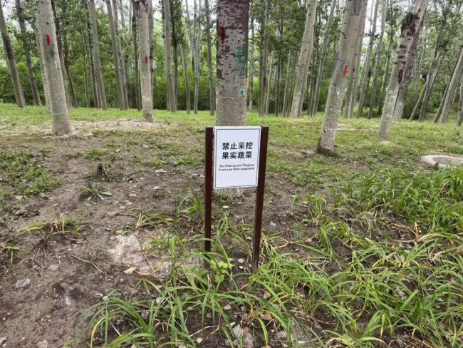 有人在北京公园摘了20斤观赏杏 园方提醒存在健康风险
