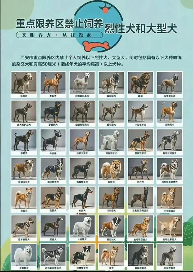 中華田園犬被禁養(yǎng),？西安多部門回應(yīng)